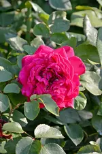 DSC_2159.webp