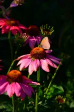 DSC_2161.webp