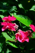 DSC_2168.webp