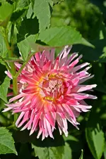 DSC_2178.webp