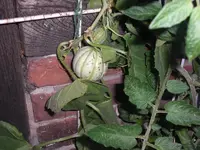 Melone.webp