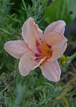 DSC_2160.webp