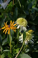 DSC_2163.webp