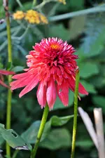 DSC_2164.webp