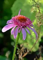 DSC_2166.webp