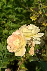 DSC_2176.webp
