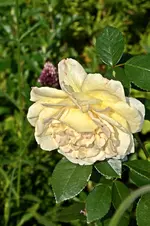 DSC_2177.webp