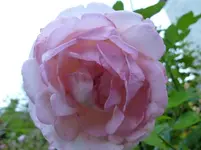 P1150192.webp