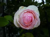 P1150127.webp