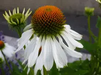 P1150212.webp