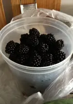 Brombeeren.webp