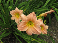 IMG_1332.webp