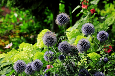 blaue Kugeldistel vor Hortensie Limelight_640.webp