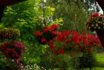 Hängeampeln auf Terrasse_multicolor_640.JPG