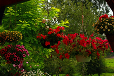 Hängeampeln auf Terrasse_multicolor_640.webp