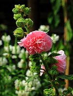 Stockrose_gefüllt_rosa_500.webp