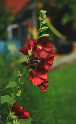 Stockrose_ungefüllt_dunkelrot_500.webp