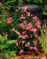 Spierstrauch_rosa_purple_500.webp