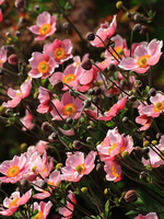 Herbstanemone_viele Knospen_rosa_purple2_500.webp