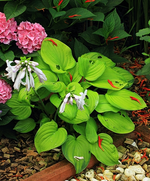 Hosta Guacamole blüht nach Umzug_Schneckenfrass_500.webp