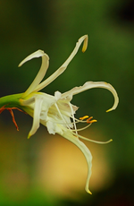 Nerine_weiss_600.webp