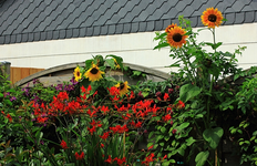 Montbretie rot_Sonnenblume orange_gelb_Polish Spirit_lila_640.webp