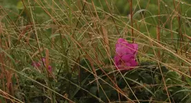 Rosen_Feldrand.webp