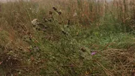 Distel 140726.webp
