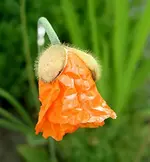 Copy of Mohn v.webp