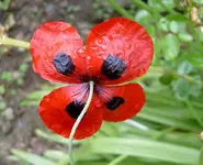 Mohn v (1).webp