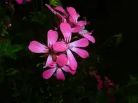 P1150050.webp
