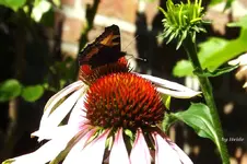 _Schmetterbatzen.webp