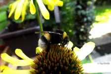 _Ackerhummelchen.webp