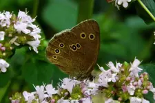 _Brauner Waldvogel.webp
