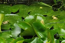 _Froschkonferenz.webp