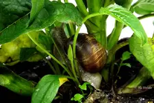 _Haeuserschneckchen.webp