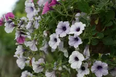 Petunie.webp