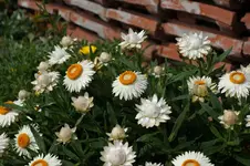 Strohblume.webp