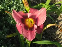 black eye3_1024x768.webp