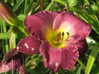 dunkle christa3_1024x768.webp