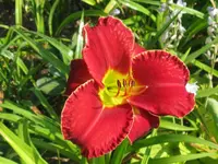 red grace4_1024x768.webp