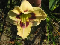 schönes kind3_1024x768.webp