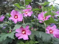 015.webp