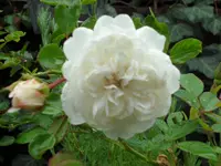 SAM_5065.webp