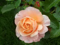 SAM_5062.webp
