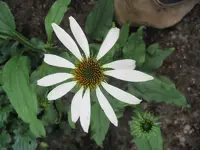 Echinacea White Swan.webp