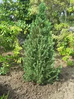 004.webp