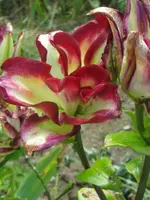 032_576x768.webp
