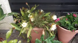 DSCF2995.webp