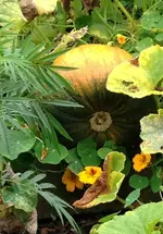 Howden.webp